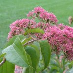 Heptakodium jasmínovité (Heptacodium miconioides) - výška 110-140 cm, kont. C10L